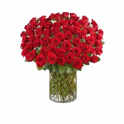 100 Red Roses -A local Pittsburgh florist for flowers in Pittsburgh. PA 100 Red Roses -A local Pittsburgh florist for flowers in Pittsburgh. PA