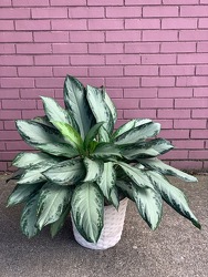 Aglaonema Emerald Bay  -A local Pittsburgh florist for flowers in Pittsburgh. PA