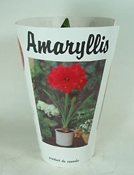 Amaryllis Bulb Plant -A local Pittsburgh florist for flowers in Pittsburgh. PA