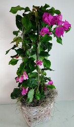 Bougainvillea -A local Pittsburgh florist for flowers in Pittsburgh. PA