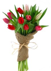 Java Tulip Wrap -A local Pittsburgh florist for flowers in Pittsburgh. PA