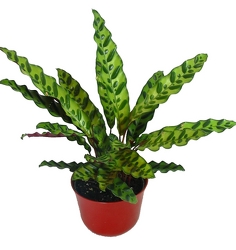 Calathea Lancifolia -A local Pittsburgh florist for flowers in Pittsburgh. PA