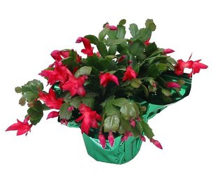 Holiday Cactus -A local Pittsburgh florist for flowers in Pittsburgh. PA