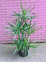 Dracaena Marginata Staggered Plant -A local Pittsburgh florist for flowers in Pittsburgh. PA