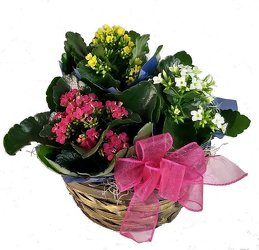 Kalanchoe Basket -A local Pittsburgh florist for flowers in Pittsburgh. PA