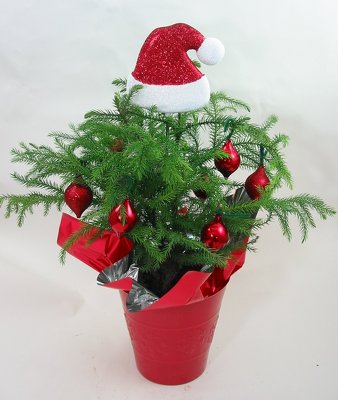 https://blumen.com/images/Norfolk_Island_Pine_Christmasxg.jpg