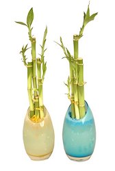 Lucky Bamboo -A local Pittsburgh florist for flowers in Pittsburgh. PA