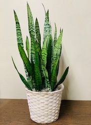 Sansevieria Plant  -A local Pittsburgh florist for flowers in Pittsburgh. PA
