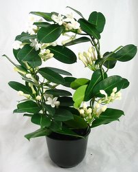 Stephanotis Vine -A local Pittsburgh florist for flowers in Pittsburgh. PA