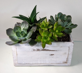 Succulent Garden -A local Pittsburgh florist for flowers in Pittsburgh. PA