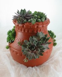 Hens and Chicks  -A local Pittsburgh florist for flowers in Pittsburgh. PA