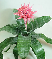 Achmea fasciata in a basket -A local Pittsburgh florist for flowers in Pittsburgh. PA
