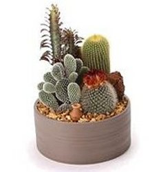 Cactus Garden -A local Pittsburgh florist for flowers in Pittsburgh. PA