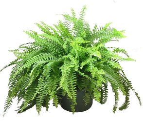 Fern plant -A local Pittsburgh florist for flowers in Pittsburgh. PA