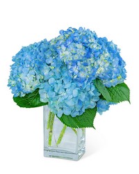 Hydrangeas In Blue -A local Pittsburgh florist for flowers in Pittsburgh. PA