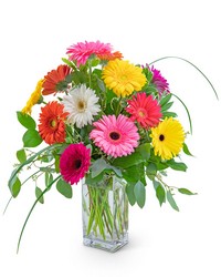 One Dozen Colorful Gerbera -A local Pittsburgh florist for flowers in Pittsburgh. PA
