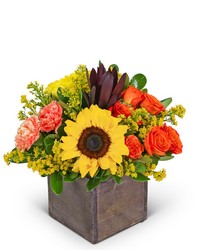Sunbeam Symphony -A local Pittsburgh florist for flowers in Pittsburgh. PA