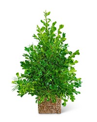 Bare Boxwood Tree -A local Pittsburgh florist for flowers in Pittsburgh. PA