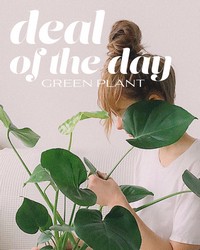 Green Plant Deal of the Day -A local Pittsburgh florist for flowers in Pittsburgh. PA