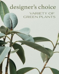 Designer's Choice - Variety of Green Plants -A local Pittsburgh florist for flowers in Pittsburgh. PA