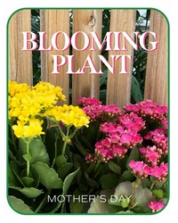 Mother's Day Blooming Plant -A local Pittsburgh florist for flowers in Pittsburgh. PA
