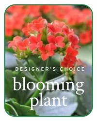 In-Season Blooming Plant -A local Pittsburgh florist for flowers in Pittsburgh. PA