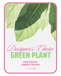 Designer's Choice Green Plant -A local Pittsburgh florist for flowers in Pittsburgh. PA