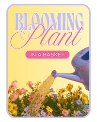 Florist's Choice of Blooming Plant -A local Pittsburgh florist for flowers in Pittsburgh. PA