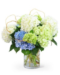 "Hello, Hydrangea!" -A local Pittsburgh florist for flowers in Pittsburgh. PA