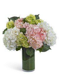 Hydrangea Glow -A local Pittsburgh florist for flowers in Pittsburgh. PA