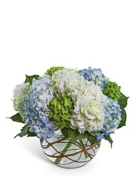 Hydrangea Heaven