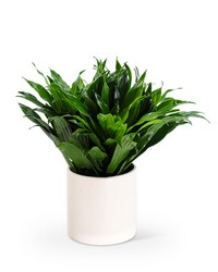 Dracaena Compacta -A local Pittsburgh florist for flowers in Pittsburgh. PA