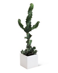 Cactus Plant -A local Pittsburgh florist for flowers in Pittsburgh. PA