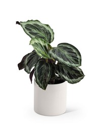 Calathea Plant -A local Pittsburgh florist for flowers in Pittsburgh. PA