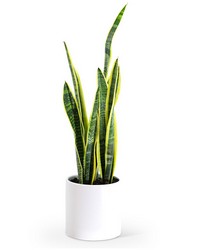 Sansevieria Plant -A local Pittsburgh florist for flowers in Pittsburgh. PA
