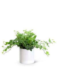 English Ivy Plant -A local Pittsburgh florist for flowers in Pittsburgh. PA