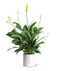 Peace Lily Plant -A local Pittsburgh florist for flowers in Pittsburgh. PA