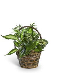 Tranquil Dish Garden in Basket -A local Pittsburgh florist for flowers in Pittsburgh. PA