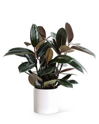 Rubber Tree Plant -A local Pittsburgh florist for flowers in Pittsburgh. PA