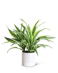 Dracaena Lemon Lime Plant -A local Pittsburgh florist for flowers in Pittsburgh. PA