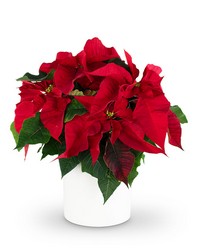 Red Poinsettia Plant -A local Pittsburgh florist for flowers in Pittsburgh. PA