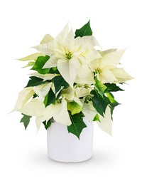 White Poinsettia Plant -A local Pittsburgh florist for flowers in Pittsburgh. PA