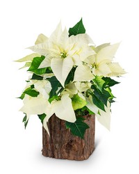 Natural White Poinsettia Plant -A local Pittsburgh florist for flowers in Pittsburgh. PA