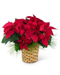 Red Poinsettia Basket -A local Pittsburgh florist for flowers in Pittsburgh. PA