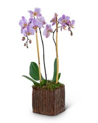 Stately Phalaenopsis Orchid -A local Pittsburgh florist for flowers in Pittsburgh. PA