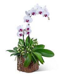 Majestic Phalaenopsis Orchid -A local Pittsburgh florist for flowers in Pittsburgh. PA