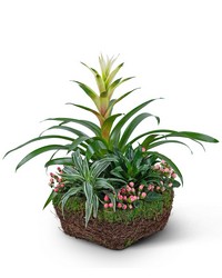 Bromeliad Comfort Planter -A local Pittsburgh florist for flowers in Pittsburgh. PA