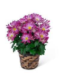 Purple Daisy Chrysanthemum Plant -A local Pittsburgh florist for flowers in Pittsburgh. PA