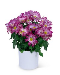 Purple Daisy Chrysanthemum Plant -A local Pittsburgh florist for flowers in Pittsburgh. PA