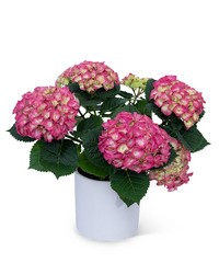 Pink Hydrangea Plant -A local Pittsburgh florist for flowers in Pittsburgh. PA